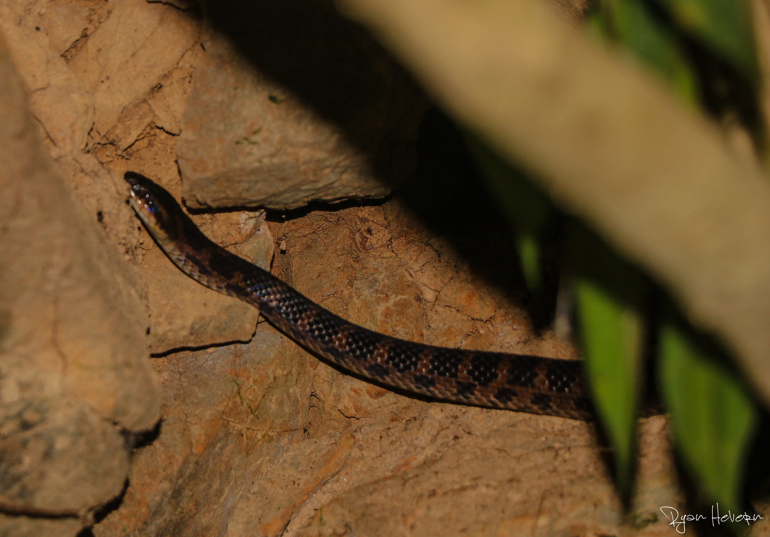 Night_Hike_Taiwan_Wildlife_TAO (1 of 22).jpg