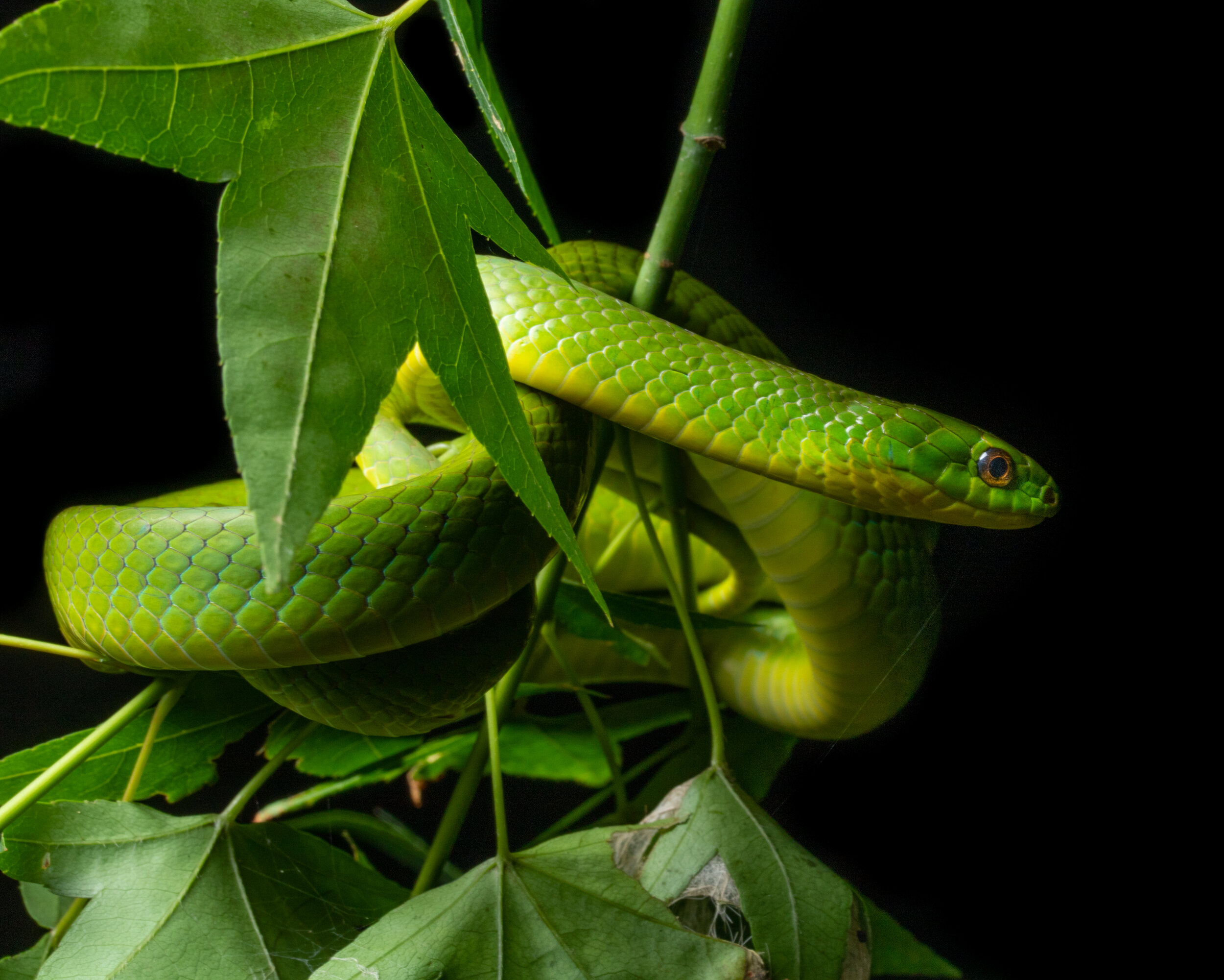 Snakes Taiwan Photography Workshop Macro Ryan Hevern Taipei-06.jpg