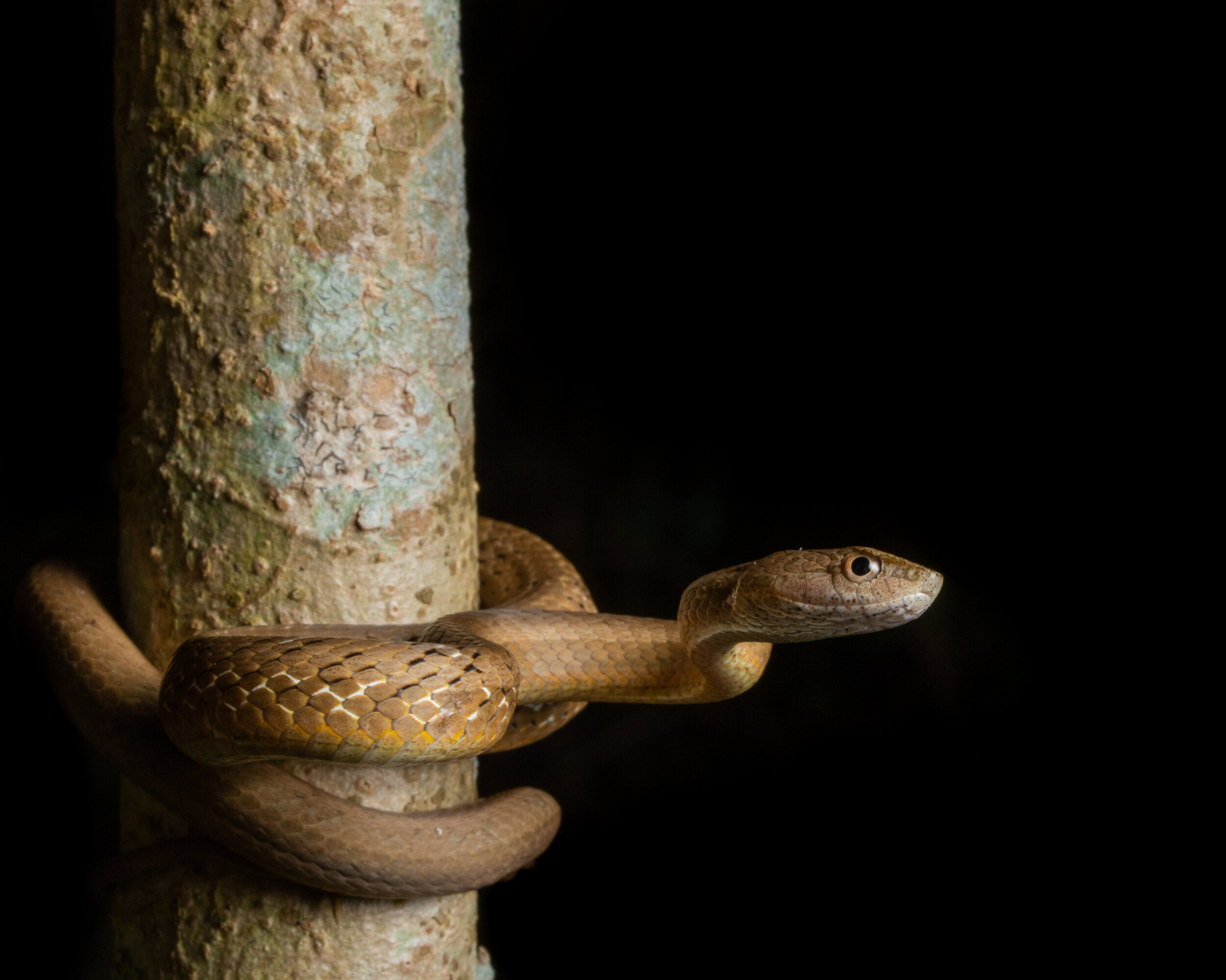 Snakes Taiwan Photography Workshop Macro Ryan Hevern Taipei-14.jpg