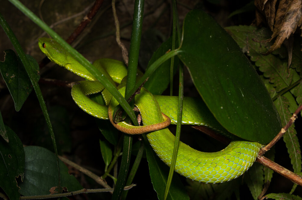 Bamboo Pit Viper Viridovipera stejnegeri stejnegeri Taiwan Taipei Ryan Hevern (2 of 2) copy.jpg