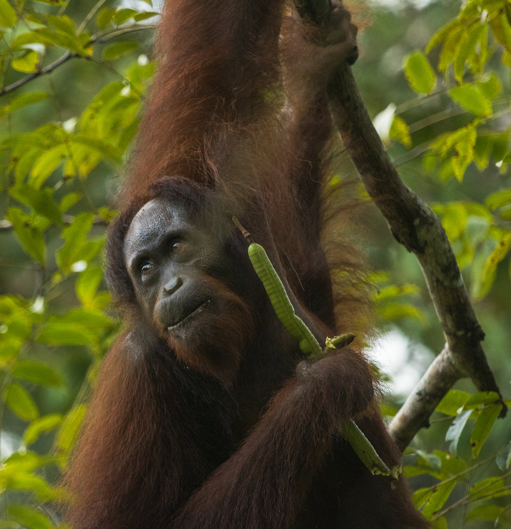 Danum Valley - Sabah’s Best Rainforest