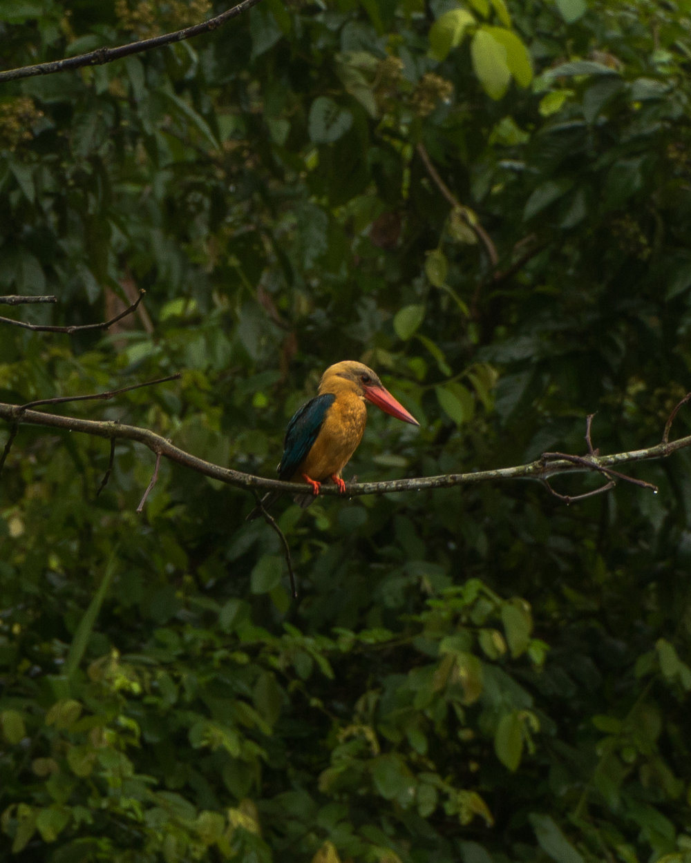 Kinabatangan River - Dusk and Dawn River Cruises