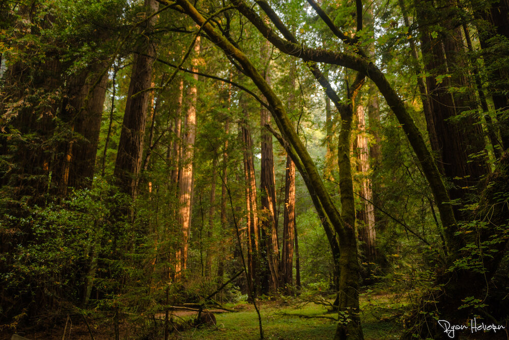 Muir Woods - California’s Coastal Redwoods