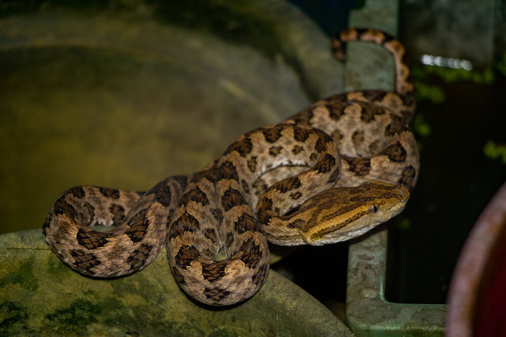 Night Hike Wildlife Snakes Taiwan Habu Viper Frogs Ryan Hevern Taiwan (6 of 20).jpg
