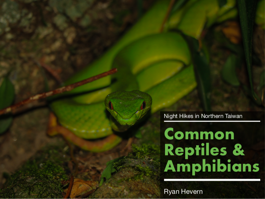 Night Hikes in Northern Taiwan Common Reptiles and Amphibians