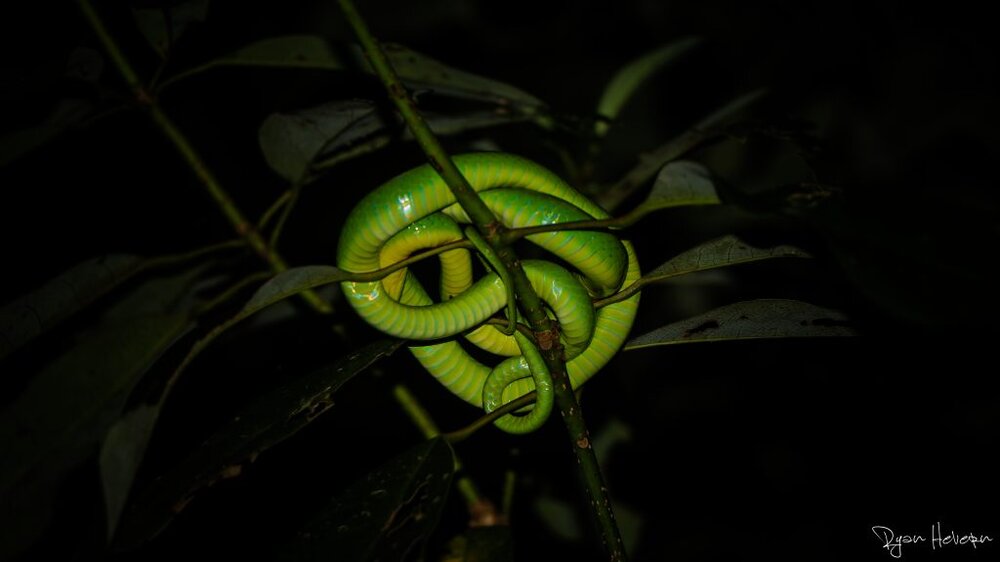 Night_Hike_Taiwan_Wildlife_Greater_Green_Snake.jpg