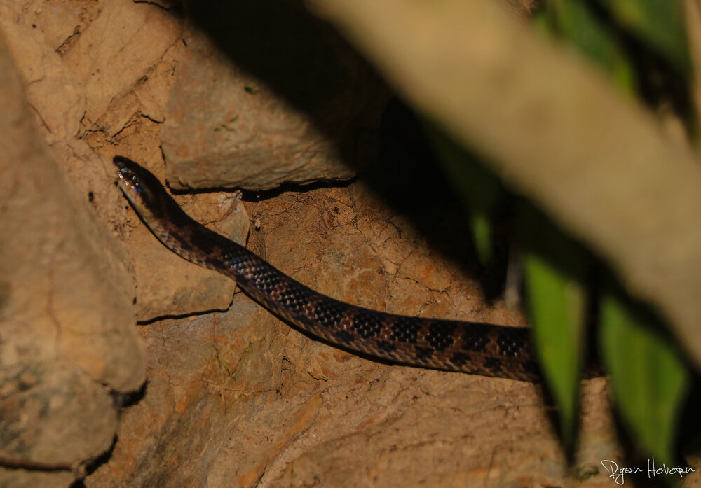 Night_Hike_Taiwan_Wildlife_TAO (1 of 22).jpg