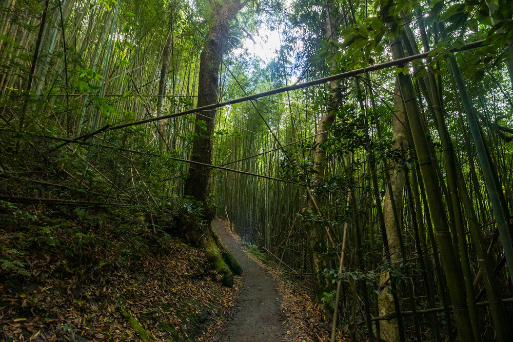 Smangus Zhenxibao Taiwan Hiking Indigineous Tribe Atayal Ryan Hevern Ancient Cypress Trees (6 of 52).jpg