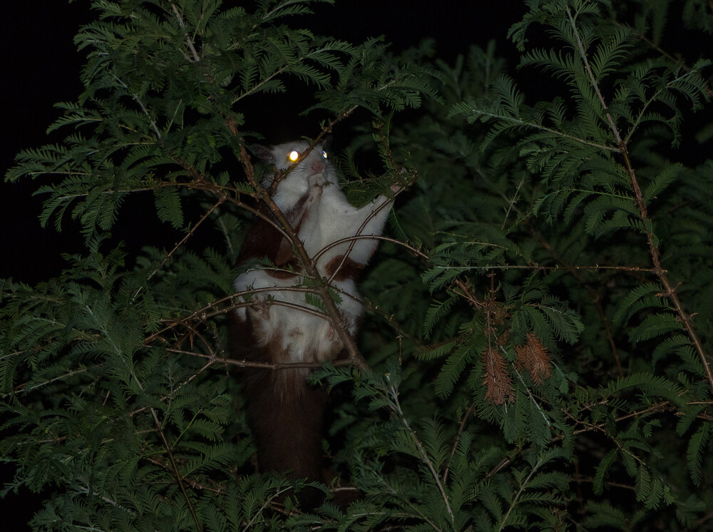 Japanese White Faced Flying Squirrel hanging out above the campsite.