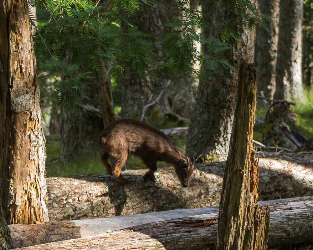 Formosan Serow hopping around the Black Forest.