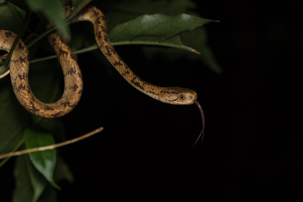 Taiwan Wildlife Night Hike TAO Tour ryan hevern  (1 of 16).jpg
