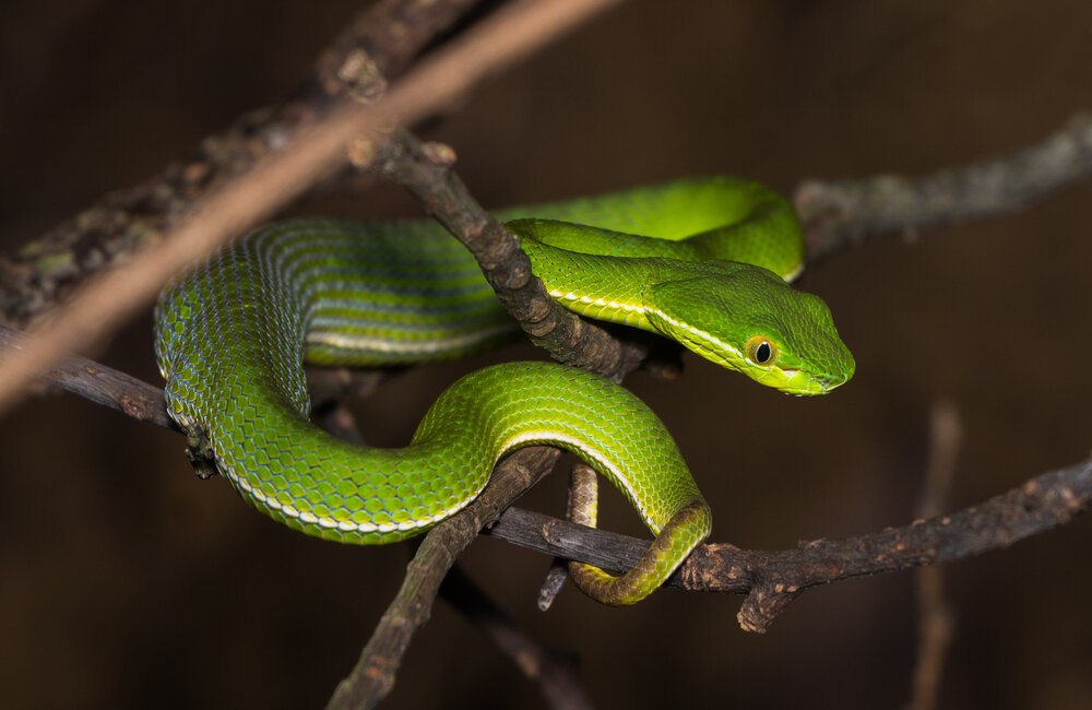 Private (2Day) Night Hike Wildlife Workshop - Explore the jungles at night, in a private, 2 day workshop, honing in your wildlife photography skills.