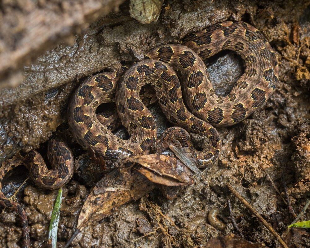 Taiwan-brown-spotted-pit-viper-habu.jpg