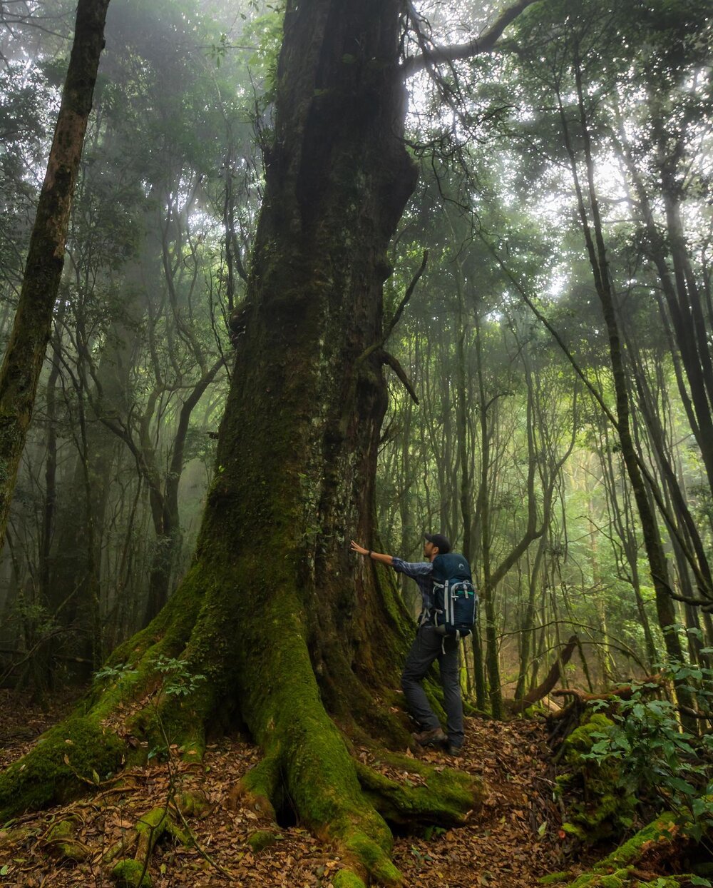 When you hike, are you the type to stop and feel the trees and plants around you? I think to have an appreciation for the nature around you is important, and to stop and &ldquo;smell the roses&rdquo; is crucial for gaining understanding and appreciation.
#自然 #fantastic_earth #nature_wizards #landscape #wildernessstones #wildernessnation #landscape_hunter #landscape_lovers #landscape_photography #landscapehunter #landscapelover #landscapelovers #landscapephotography #landscapephotomag #landscapephotos #landscapes #landscapeshot #iformosa&nbsp;#longexposureoftheday #natgeo #nationalgeographic&nbsp;#naturephotography #nature_perfection #ourplanetdaily #worldnomads #台灣 #bpintaiwan #gohiking #adventurers #大雪山國家森林遊樂區