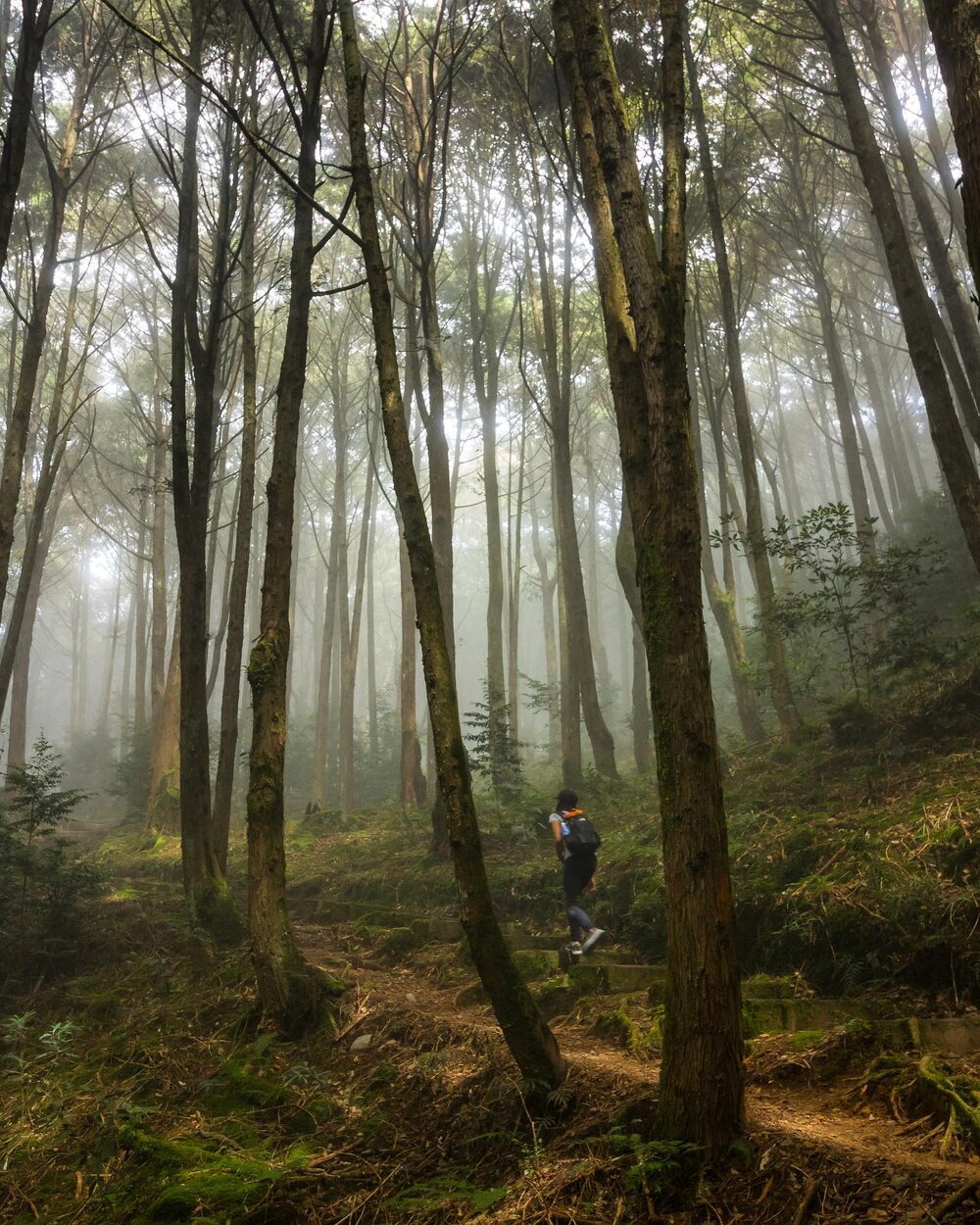 Daxueshan Forest is typically a phenomenal spot to find endemic birds if Taiwan. The mikado pheasant and Swinhoe&rsquo;s pheasant in particular are around these montane forests, but on a foggy day like this it felt nearly impossible to find them. 
#自然 #fantastic_earth #nature_wizards #landscape #wildernessstones #wildernessnation #landscape_hunter #landscape_lovers #landscape_photography #landscapehunter #landscapelover #landscapelovers #landscapephotography #landscapephotomag #landscapephotos #landscapes #landscapeshot #iformosa&nbsp;#longexposureoftheday #natgeo #nationalgeographic&nbsp;#naturephotography #nature_perfection #ourplanetdaily #worldnomads #台灣 #bpintaiwan #gohiking #adventurers #大雪山國家森林遊樂區