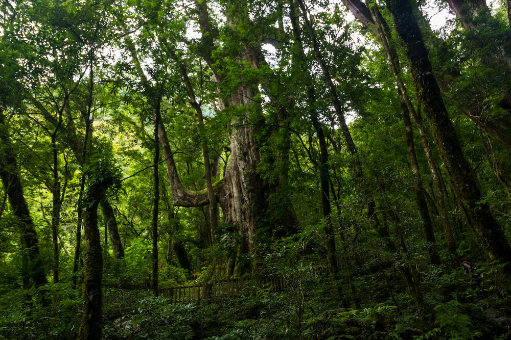 Smangus Zhenxibao Taiwan Hiking Indigineous Tribe Atayal Ryan Hevern Ancient Cypress Trees (16 of 52).jpg