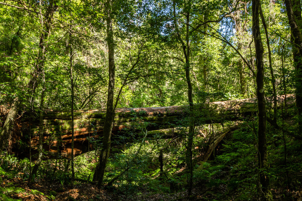 Smangus Zhenxibao Taiwan Hiking Indigineous Tribe Atayal Ryan Hevern Ancient Cypress Trees (35 of 52).jpg