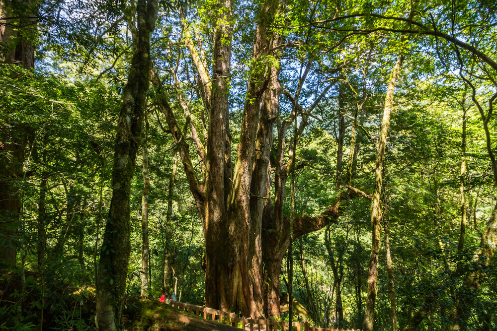 Smangus Zhenxibao Taiwan Hiking Indigineous Tribe Atayal Ryan Hevern Ancient Cypress Trees (42 of 52).jpg